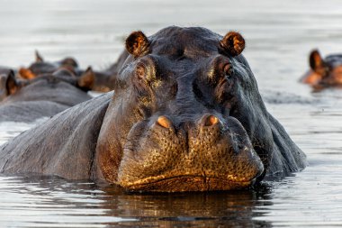 Botswana 'daki Okavanga Deltası' nda su aygırı. Saldırgan bir su aygırı baskın davranışlar sergiler.