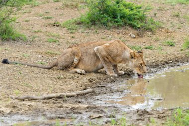 Güney Afrika 'da bir oyun parkında aslan. İki dişi aslanın bir avı vardı ve karınları tamamen doluydu..