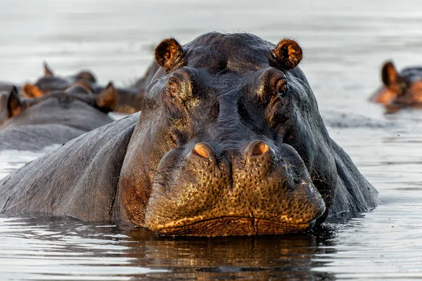 Botswana 'daki Okavanga Deltası' nda su aygırı. Saldırgan bir su aygırı baskın davranışlar sergiler.
