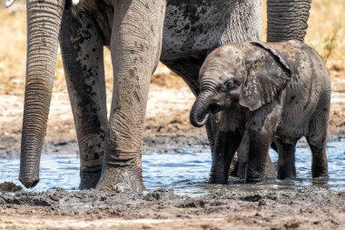 Genç Fil, Namibya 'daki Etosha Ulusal Parkı' ndaki bir su birikintisinde oynuyor ve içiyor.