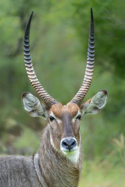 Waterbuck (Kobus ellipsiprymnus) erkek Güney Afrika 'daki Kruger Ulusal Parkı' nda takılıyor