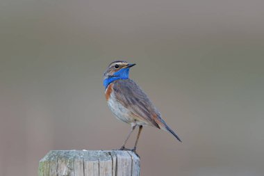 Hollanda 'da çayırlarda oturan aileleri etkilemeye çalışan mavi boğaz (Luscinia svecica) erkeği