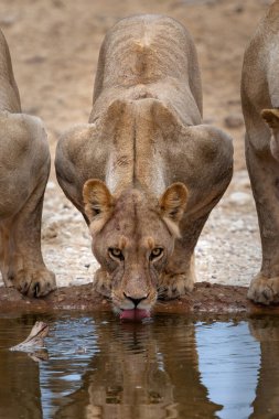 Güney Afrika 'daki Kgalagadi Transfrontier Parkı' ndaki Nossob su birikintisinde aslanlar içiyor.