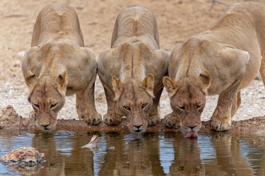 Güney Afrika 'daki Kgalagadi Transfrontier Parkı' ndaki Nossob su birikintisinde aslanlar içiyor.