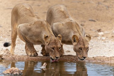 Güney Afrika 'daki Kgalagadi Transfrontier Parkı' ndaki Nossob su birikintisinde aslanlar içiyor.