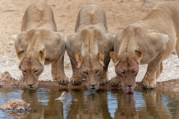 Güney Afrika 'daki Kgalagadi Transfrontier Parkı' ndaki Nossob su birikintisinde aslanlar içiyor.