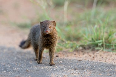 Common dwarf mongoose (Helogale parvula) searching for food in the Kruger National Park in South Africa