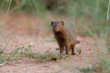 Common dwarf mongoose (Helogale parvula) searching for food in the Kruger National Park in South Africa