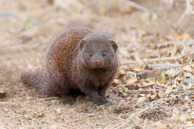 Common dwarf mongoose (Helogale parvula) searching for food in the Kruger National Park in South Africa