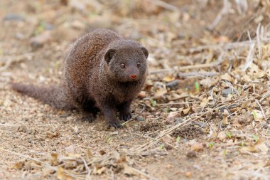 Common dwarf mongoose (Helogale parvula) searching for food in the Kruger National Park in South Africa