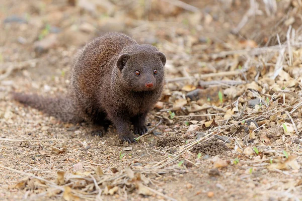 Common dwarf mongoose (Helogale parvula) searching for food in the Kruger National Park in South Africa