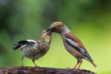 Hawfinch (Coccothraustes coccothraustes) Hollanda 'daki Noord Brabant ormanında bir yavruyu besleyen ebeveyn..