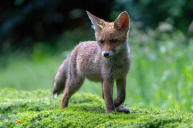   Hollanda 'daki Noord-Brabant ormanında yiyecek arayan genç Kızıl Tilki (Vulpes vulpes)                             