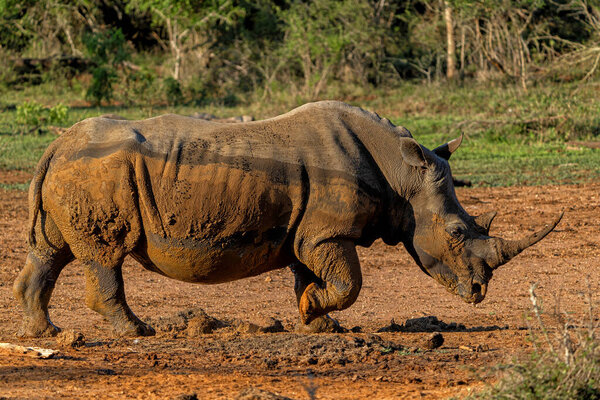 White rhinoceros (Ceratotherium simum) hanging around in Hlane National Park in Eswatini also known as Swaziland