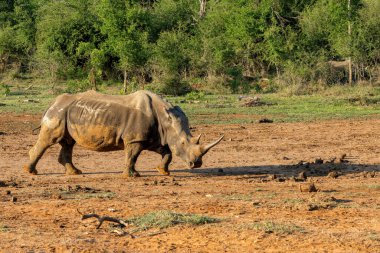 Beyaz gergedan (Ceratotherium simum) Eswatini 'deki Hlane Ulusal Parkı' nda asılıdır.