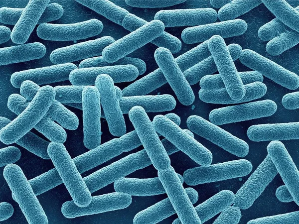 Escherichia coli bakteri 3d yakın. Çubuk şeklinde.