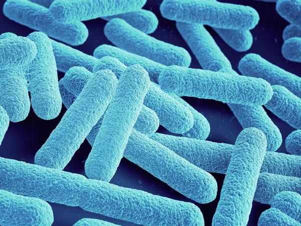 Bakteri. Escherichia coli çubuklar.