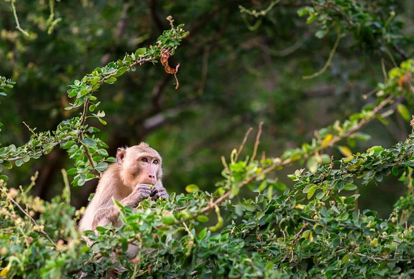 cute monkey eat manila tamarind on manila tamarind tree in forest of Thailand in sunset time