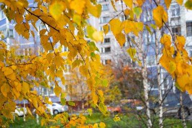Evin arka planında sonbahar yaprakları var. Güzel sonbahar yaprakları. Ekim 'de huş ağacı. Şehirde sonbahar..