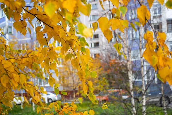 Evin arka planında sonbahar yaprakları var. Güzel sonbahar yaprakları. Ekim 'de huş ağacı. Şehirde sonbahar..