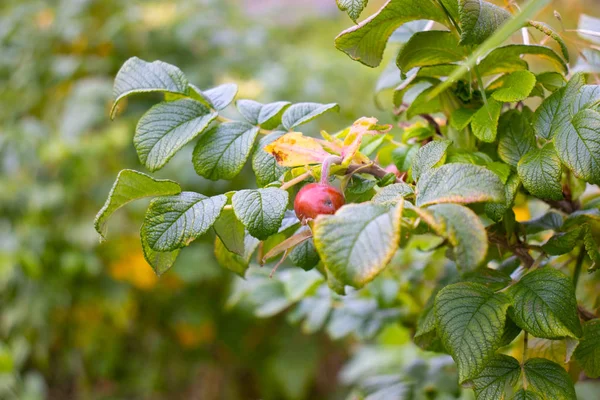Gül üzümü. Şehir caddesindeki gül ağacı. Rosehip meyveleri evin yakınındaki sokakta yetişir..