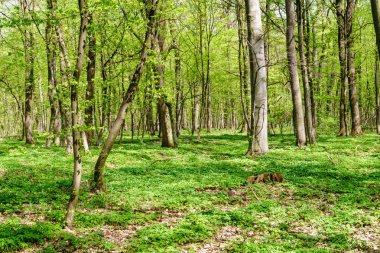 Bahar Orman ağaçları yapraklar yeşil