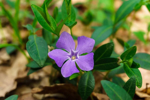 Mor çiçek flora salyangozu