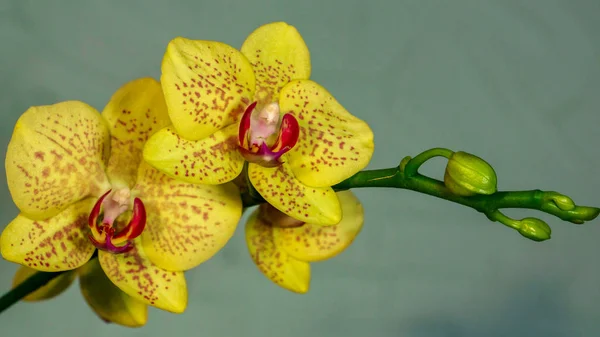 Ramo Uma Bela Orquídea Fundo — Fotografia de Stock