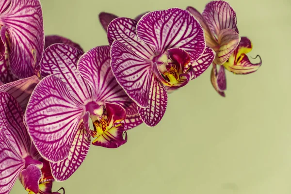 Branche Une Belle Orchidée Sur Fond — Photo