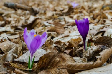 ormanda güzel safran çiçek çiçeklenme