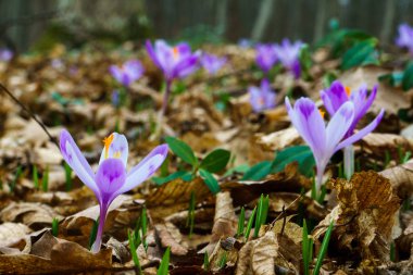 ormanda güzel safran çiçek çiçeklenme