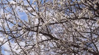 bahar beyaz çiçek renk