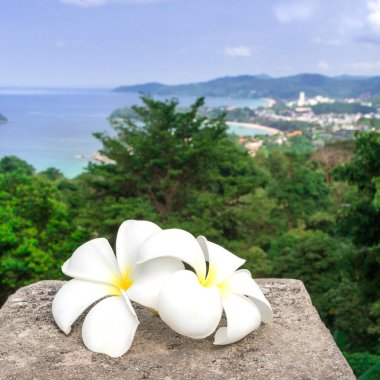 Beyaz plumeria çiçek Tayland bir panoramik manzarası ile olur. Frangipani yakın çekim. İki güzel beyaz çiçekler.