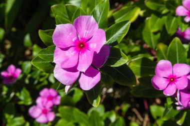 Güzel çiçekler güneş tarafından aydınlatılmış