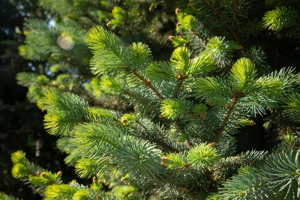 Fir takken onder fel zonlicht. Achtergrond. — Stockfoto