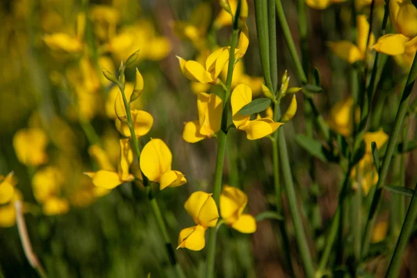 These are yellow flowers of wild genista. Background — Stock Photo, Image