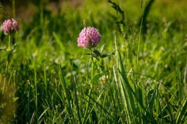 Pembe yonca çiçeği doğal yumuşak güneş ışığı altında alanda yeşil çim bulunmaktadır. Arka plan