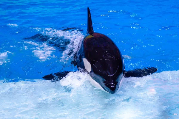 Killer whale is in the aquarium in water. Wild animals in the water zoo. Animal training. Horizontal close-up — Stock Photo, Image