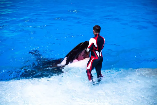 Killer whale is in the aquarium in water. Wild animals in the water zoo. Animal training. Horizontal close-up.A trainer feeds the killer whale — Stock Photo, Image