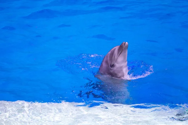 Dolphin swims in the pool. Wild animals in the water zoo. Animal training. Horizontal close-up — Stock Photo, Image