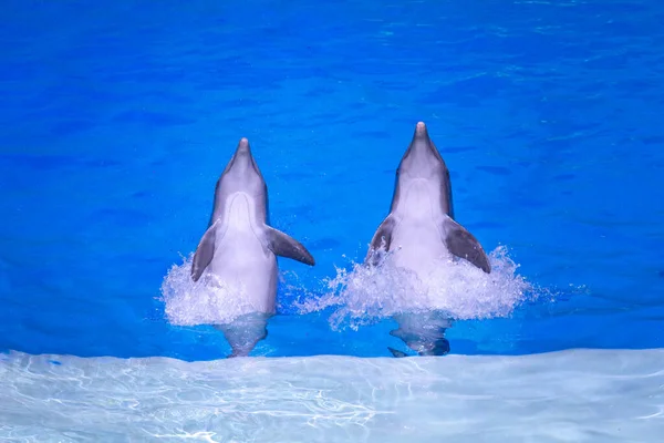 Dolphin swims in the pool. Wild animals in the water zoo. Animal training. Horizontal close-up — Stock Photo, Image