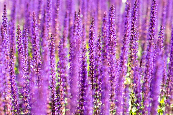 Purple Flowers Decorative Sage Field Beautiful Summer Violet Flowers Background — Stock Photo, Image