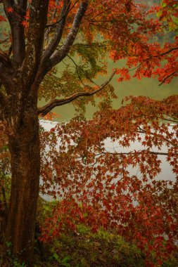 Kimitsu kıyıya Kameyama gölde üzerinde sonbaharda Japonya'da gerçekleştirilen.