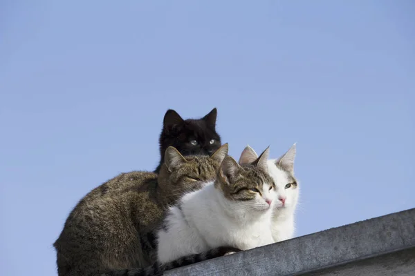 Group Multi Colored Cats Roof Looks Away — Stock Photo, Image