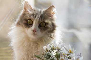 kedi ve bir buket kardelen