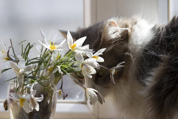 Gato Buquê Snowdrops — Fotografia de Stock