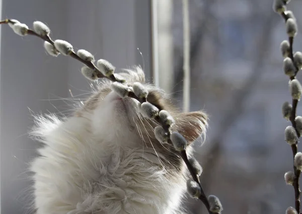 Gray Fluffy Cat Looks Willow Twigs — Stock Photo, Image