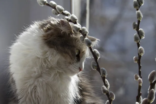 Сірий Пухнастий Кіт Дивиться Верби Гілочки — стокове фото