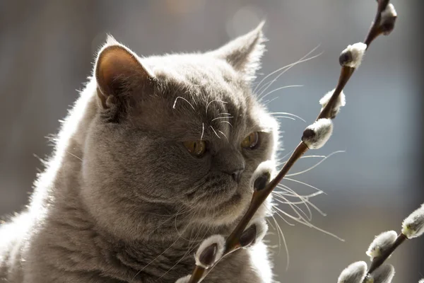 Macska Skót Egyenesen Ránéz Fűzfa Gallyak — Stock Fotó