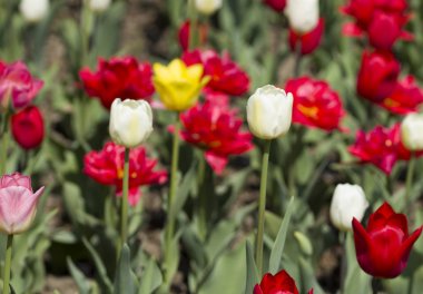 Güzel pembe, kırmızı, beyaz laleler.